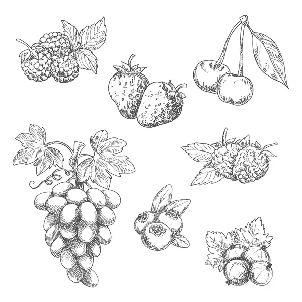 Flavorful fresh garden fruits with leaves sketches — Stockvector