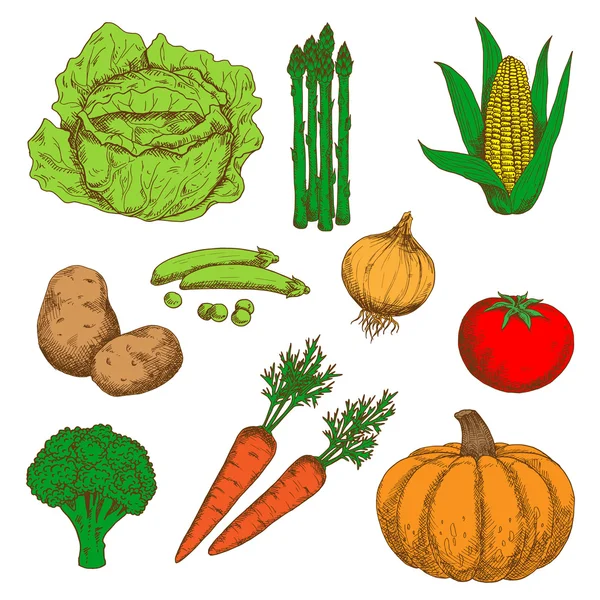 Bosquejo colorido de verduras frescas de otoño — Vector de stock