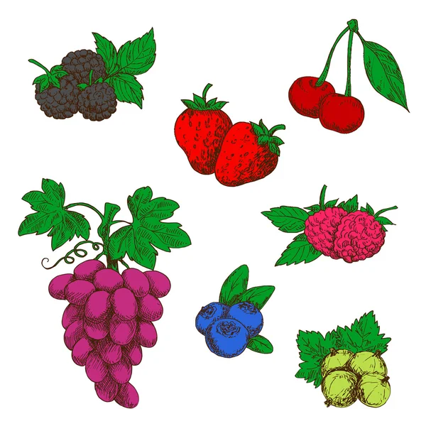 Wild forest and garden fruits colored sketches — Wektor stockowy