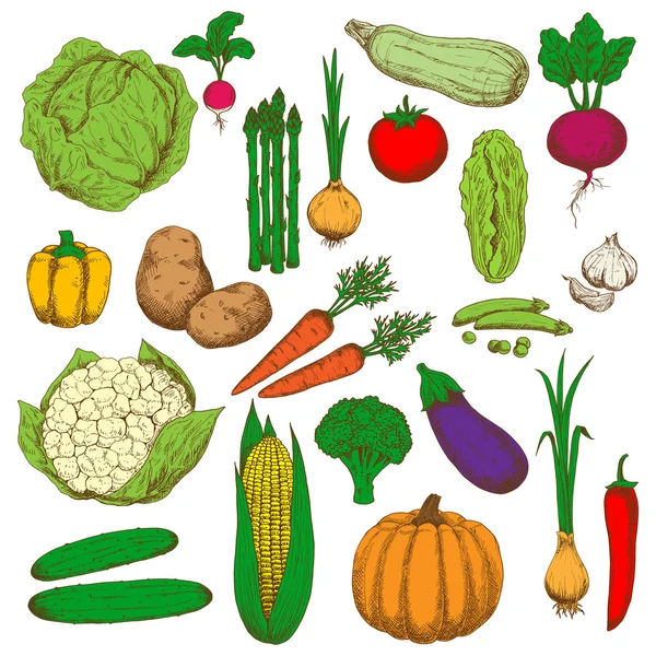 Retro farbig skizziertes Gemüse für die Lebensmittelgestaltung — Stockvektor