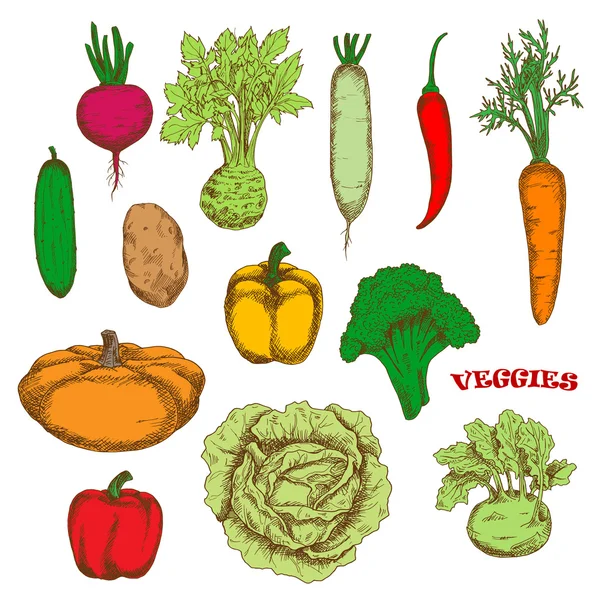 Bosquejo colorido de verduras frescas cultivadas orgánicamente — Vector de stock