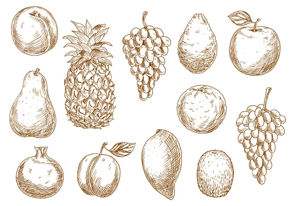 Bosquejo de frutas frescas para el diseño agrícola — Archivo Imágenes Vectoriales