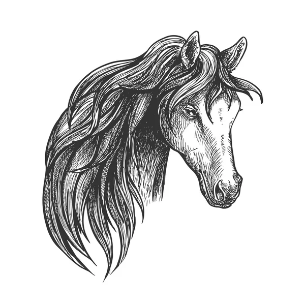 Cavalo do retrato americano do esboço da raça do quarto — Vetor de Stock