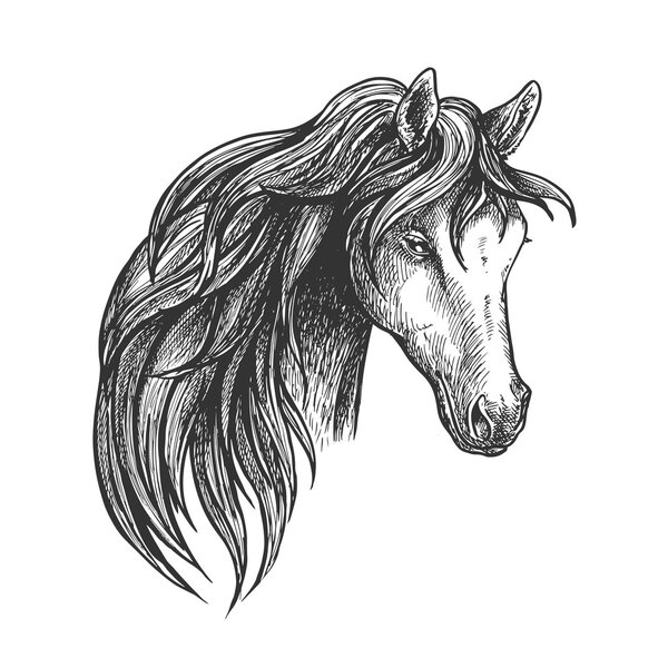 Horse of american quarter breed sketch portrait