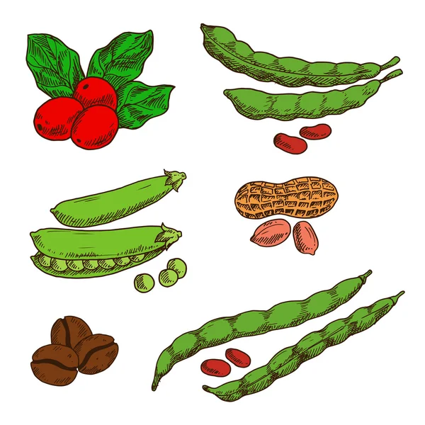 Bocetos de cacahuetes, café, guisantes y frijoles — Vector de stock