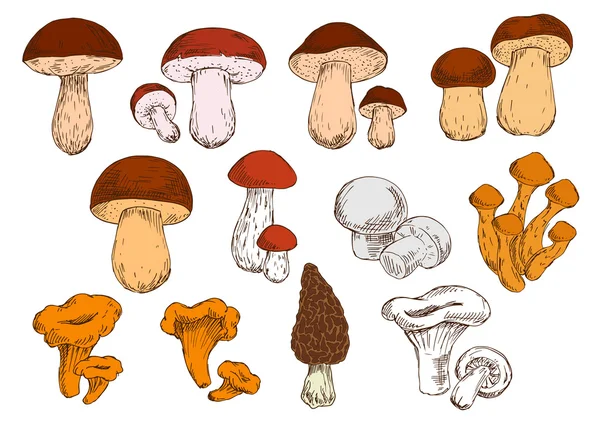 Свежесобранные лесные наброски грибов — стоковый вектор