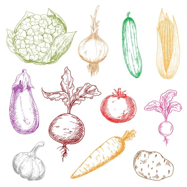 Zdrowe, świeże, wielokolorowe warzywa szkice — Wektor stockowy
