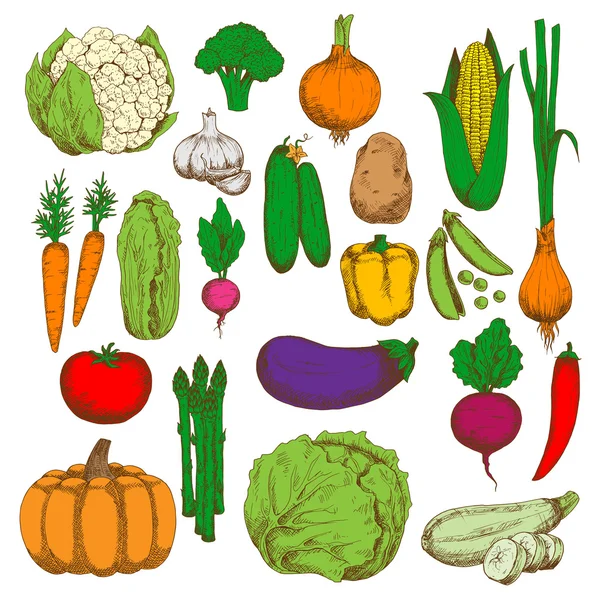 Egészséges és lédús friss zöldségek vázlat szimbólum — Stock Vector