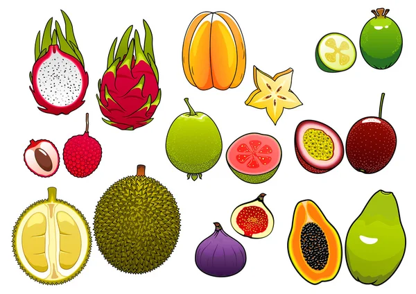 Frutas tropicales frescas enteras y cortadas a la mitad — Vector de stock