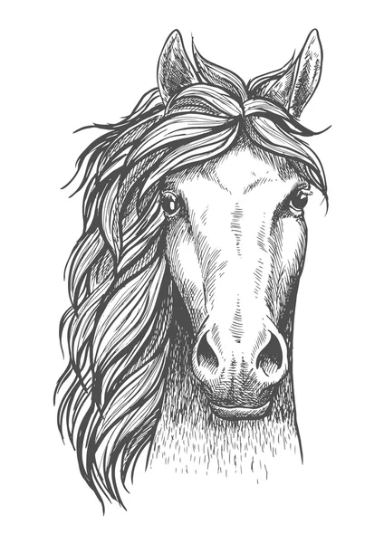 Зарисованная арабская чистокровная лошадь с настороженными ушами — стоковый вектор
