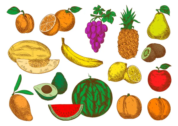 Iconos de boceto de frutas maduras recién cosechadas — Archivo Imágenes Vectoriales