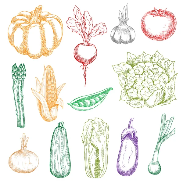 Bocetos sanos de verduras frescas cosechadas — Vector de stock