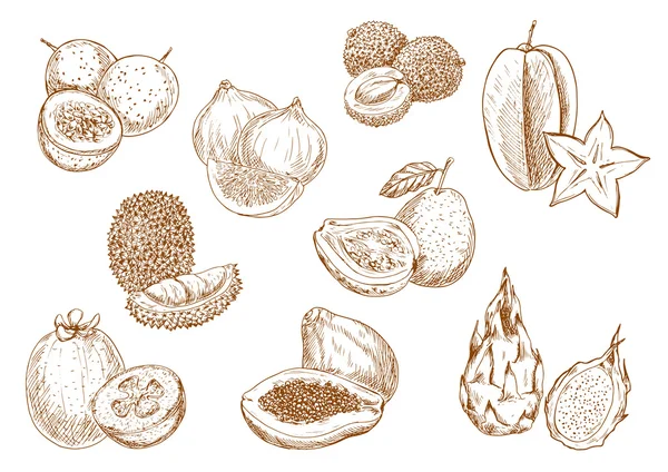 Söta och saftiga exotiska frukter skiss ikoner — Stock vektor