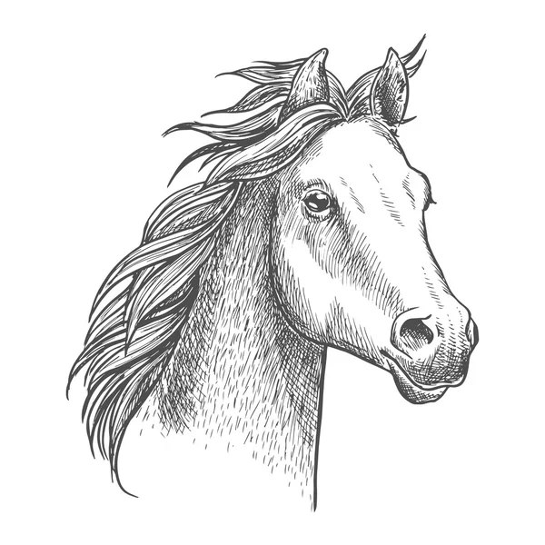 아라비아 품종의 활기찬 작은 말, 스케치 스타일 — 스톡 벡터