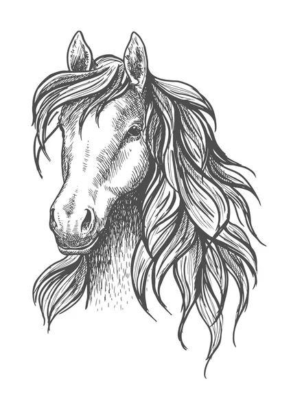 Young horse head sketch with wavy mane — Stockvector