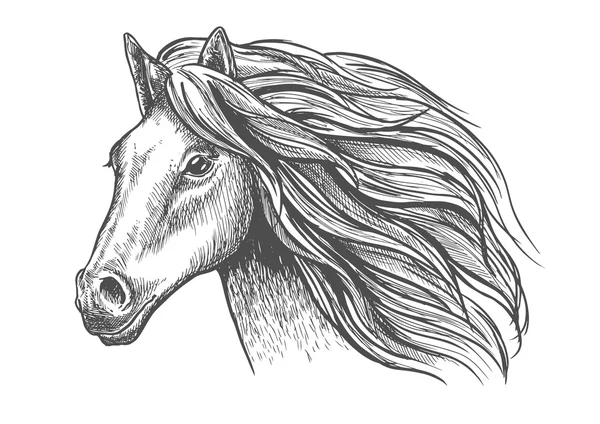 Desenho de cabeça de cavalo jovem nu ou garanhão com crina — Vetor de Stock