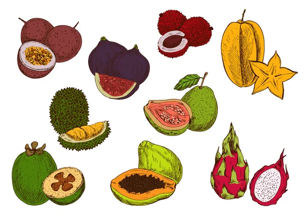 Bosquejo de frutas tropicales frescas — Vector de stock