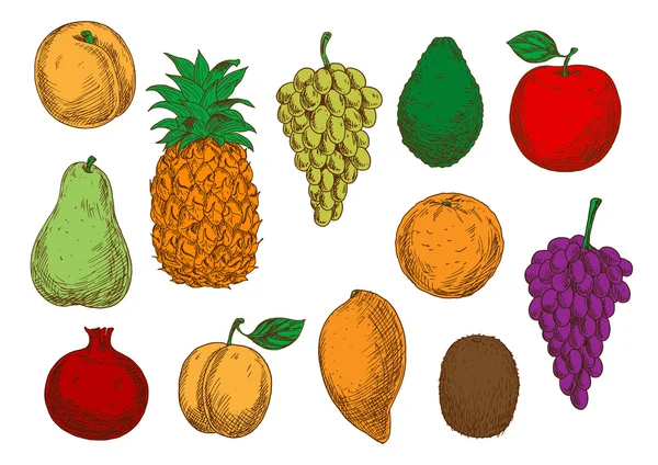 Bosquejo de frutas orgánicas frescas — Vector de stock