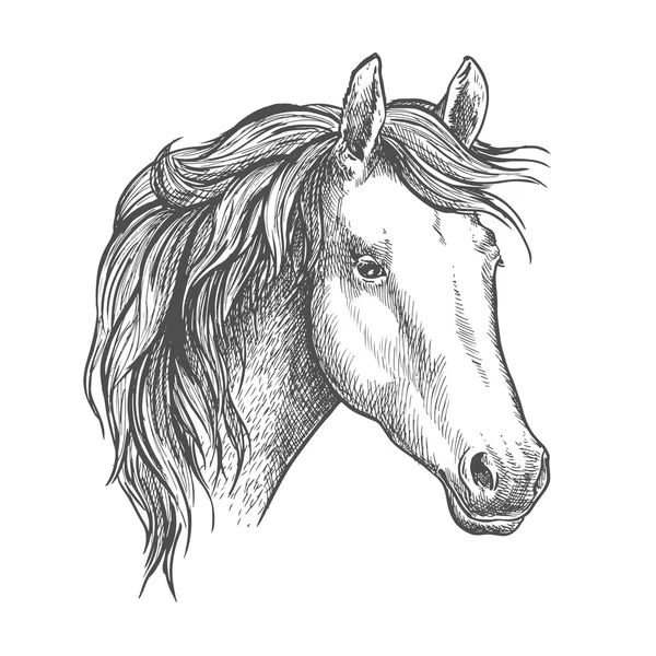 Croquis tête de cheval — Image vectorielle