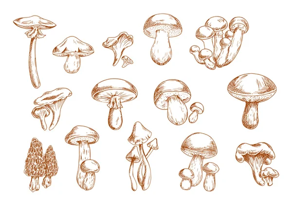 Croquis comestibles de champignons — Image vectorielle