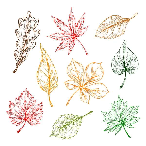 Leaves sketches set. Hand drawn illustration — Stock Vector