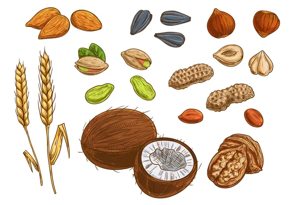 Nueces, granos y granos vector bosquejo iconos — Vector de stock