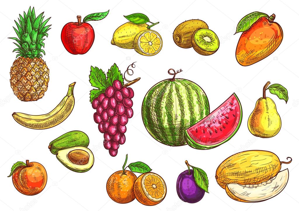 Fruits set. Sketch hand drawn illustration of isolated vector tropical and exotic fruits. Color drawings of pineapple, banana, apple, avocado, peach, red grape, lemon, orange, watermelon, kiwi, plum