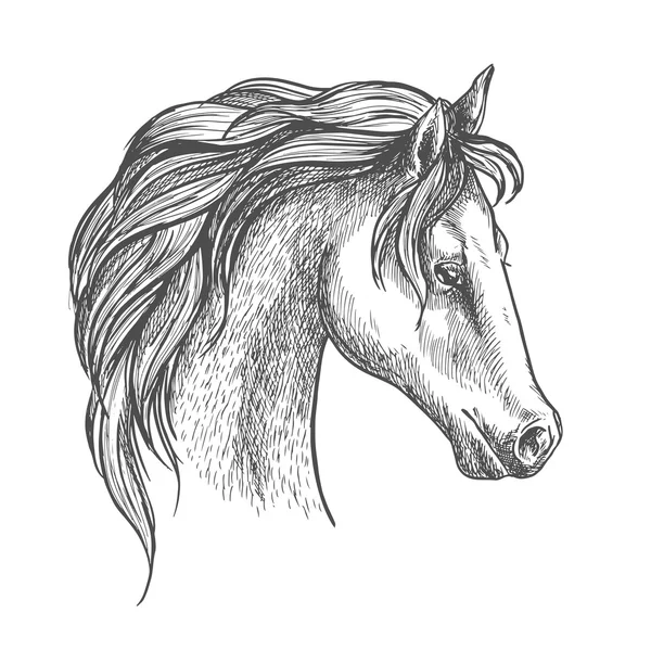 Arabská koňská hlava — Stockový vektor