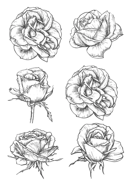 Blommande ros blommor och knoppar skisser — Stock vektor