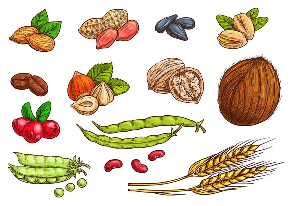 Prvky se skicovými ořechy, zrna, bobule — Stockový vektor