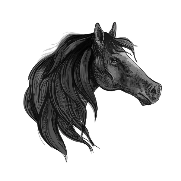 Esboço de cavalo preto de égua árabe — Vetor de Stock