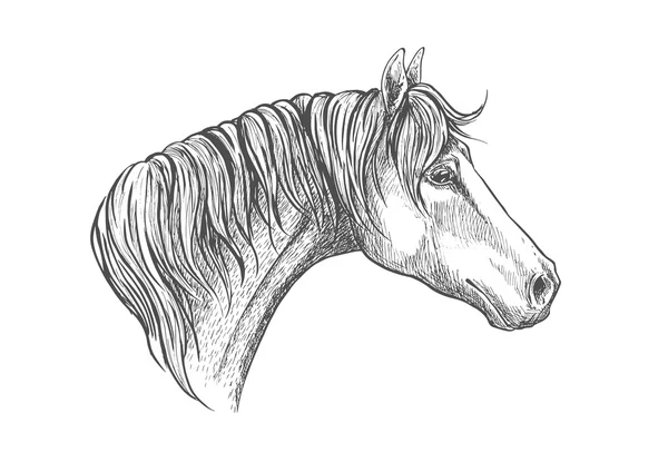 Speedy racehorse of american quarter breed sketch — Stock Vector