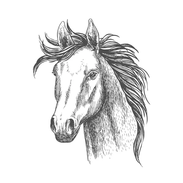 Desenho de cavalo nu para design de esporte equestre —  Vetores de Stock