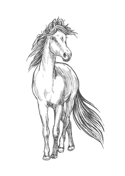 Άλογο στέκεται με κυματίζει χαίτη μολύβι σκίτσο — Διανυσματικό Αρχείο