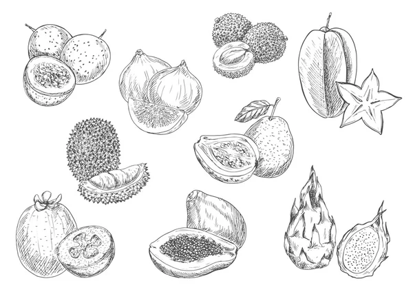 Εικονίδια σκίτσο μολύβι εξωτικά φρούτα — Διανυσματικό Αρχείο