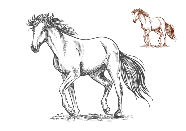 Портрет білого коня — стоковий вектор