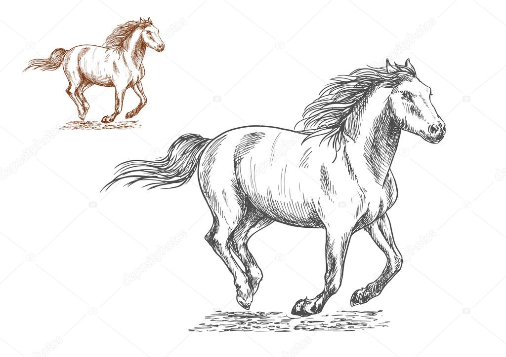 Running horses pencil sketch portrait — Stock Vector © Seamartini