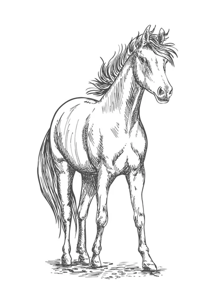 Esbozo de semental de caballo de carreras para el diseño del deporte equino — Vector de stock