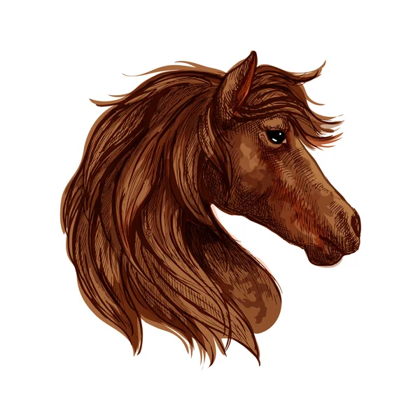 Коричневый набросок головы лошади с арабской скаковой лошадью — стоковый вектор