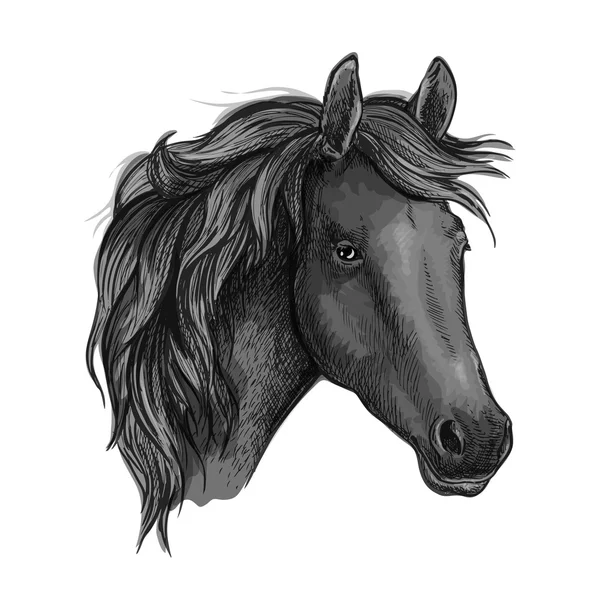 Sketch of black horse head of arabian breed — Stock Vector