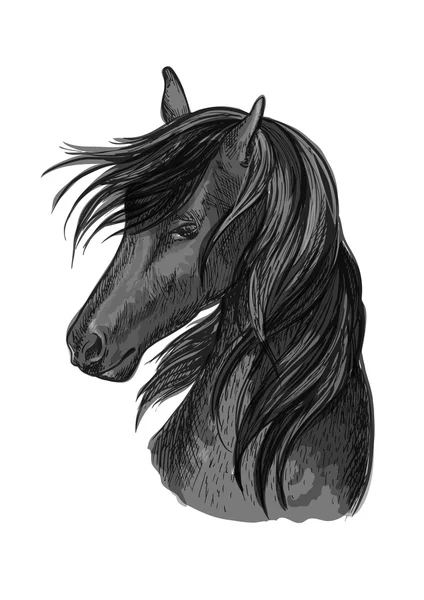 Croquis de tête de cheval d'étalon arabe noir — Image vectorielle