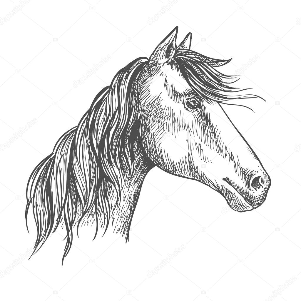 Horse with mane. Mustang stallion sketch portrait