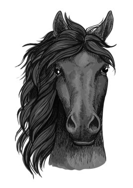 Black raven horse full face artistic portrait clipart