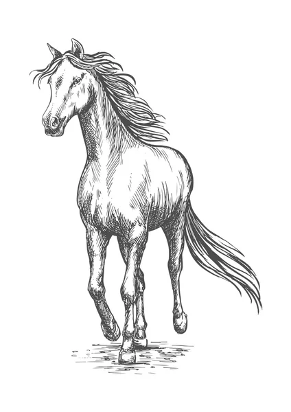 Caballo galopando corriendo. Retrato de dibujo a lápiz — Vector de stock