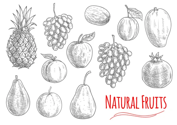 Sketsa buah alami untuk desain makanan vegetarian - Stok Vektor
