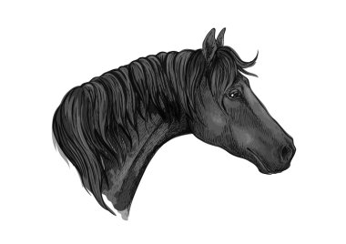 Gri mustang dikey, hüzünlü gözleri