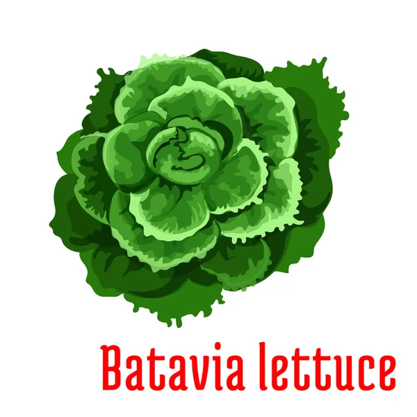 巴达维亚生菜蔬菜植物图标 — 图库矢量图片