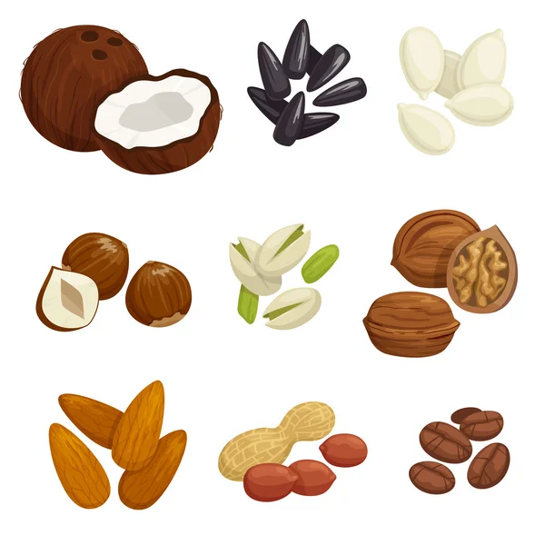 Ořechy, obilí a jádra vektorové ikony — Stockový vektor