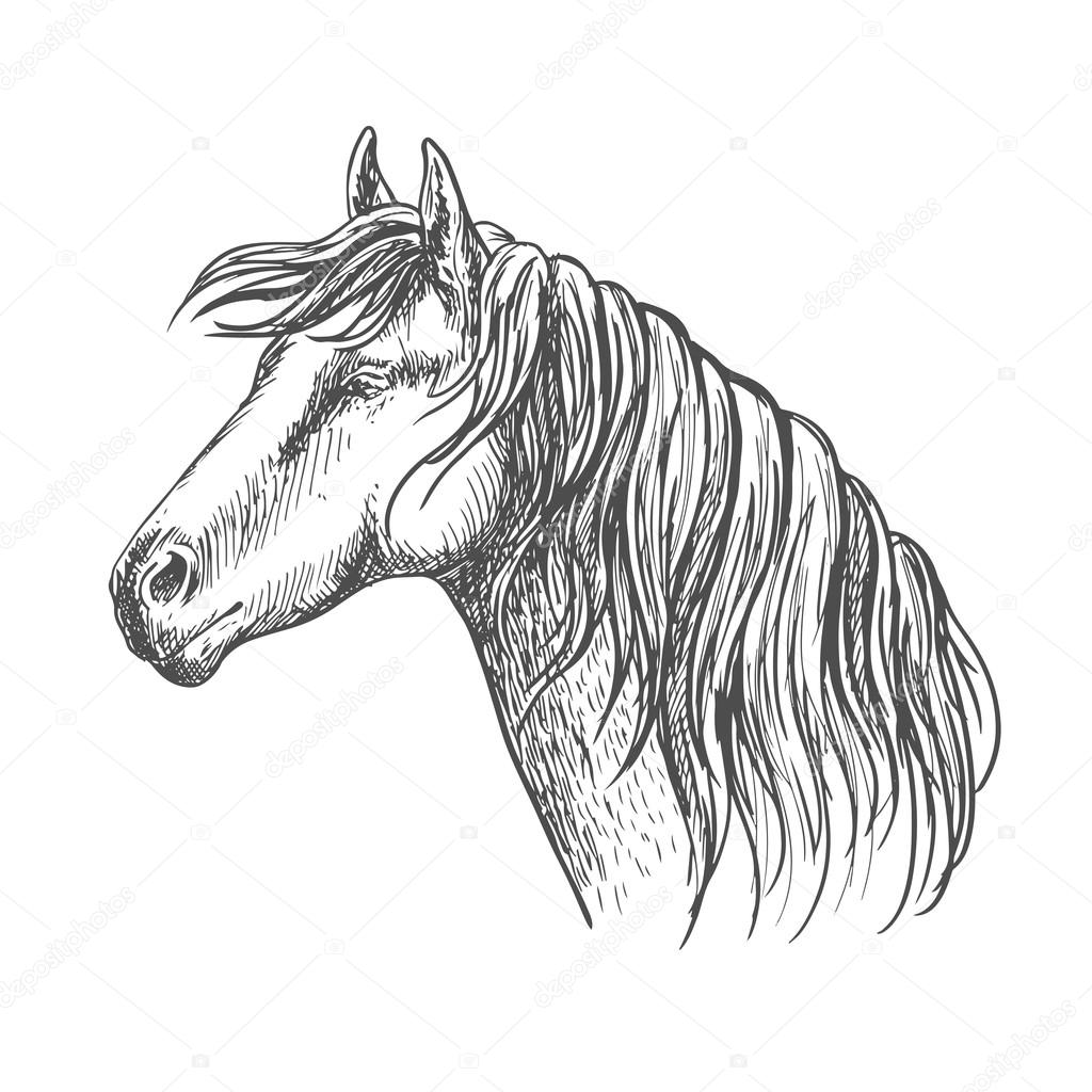 White horse with mane along neck sketch portrait