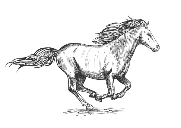 Correndo galope cavalo branco retrato esboço — Vetor de Stock